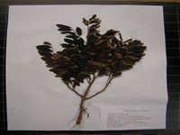 Herbarium sample